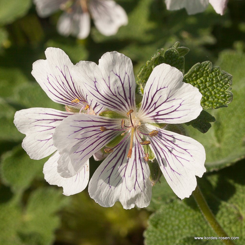 Kaukasus-Storchschnabel