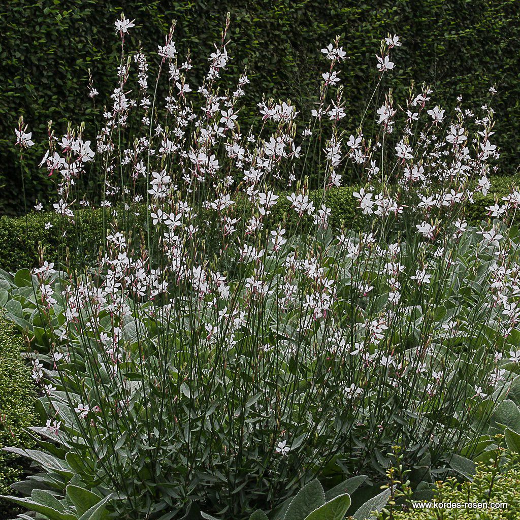 Prachtkerze 'Whirling Butterflies'