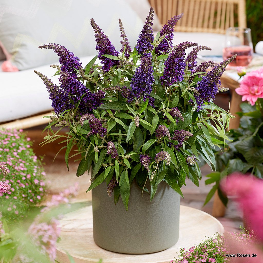Artikelbild 4 des Artikels Sommerflieder 'Butterfly Candy® Little Purple' Sommerflieder 'Butterfly Candy® Little Purple'