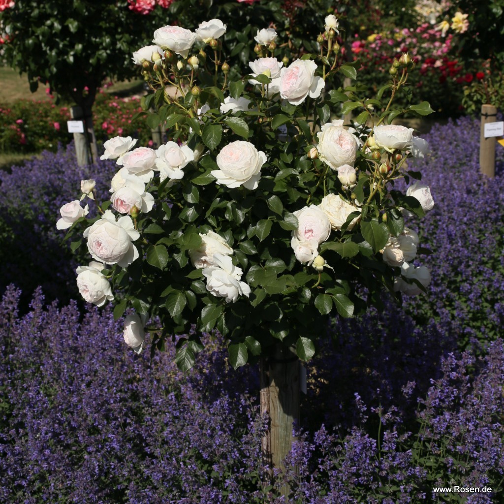 Artikelbild 5 des Artikels Herzogin Christiana® Herzogin Christiana® - La Belle Rouet