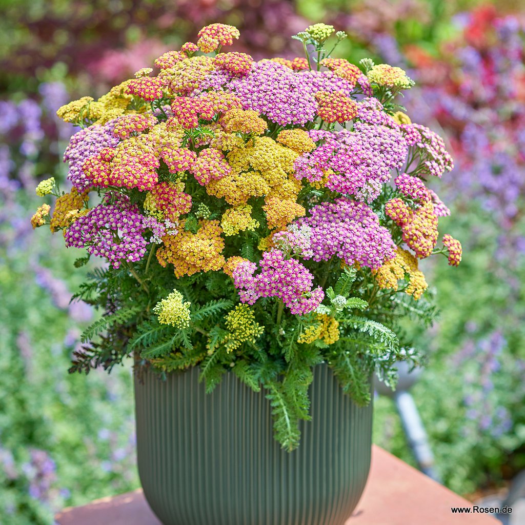 Schafgarbe 'Milly Rock Mixmasters® Dance'