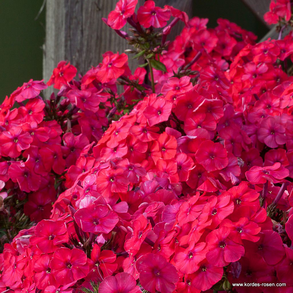 Flammenblume 'Red Riding Hood'