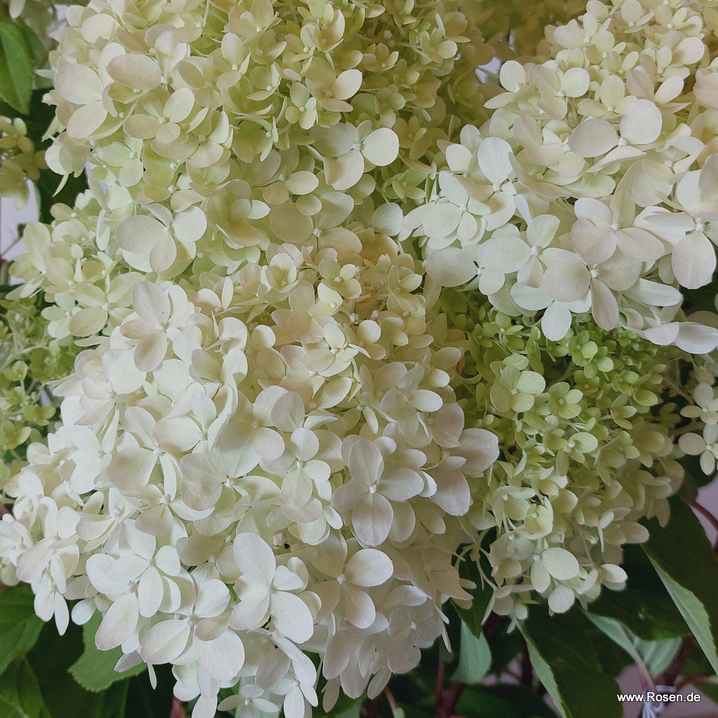 Artikelbild 2 des Artikels Rispenhortensie 'Limelight' Rispenhortensie 'Limelight'