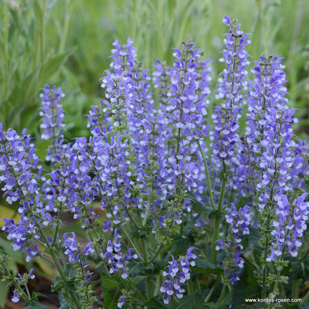 Ziersalbei 'ColorSpires® Azure Snow'