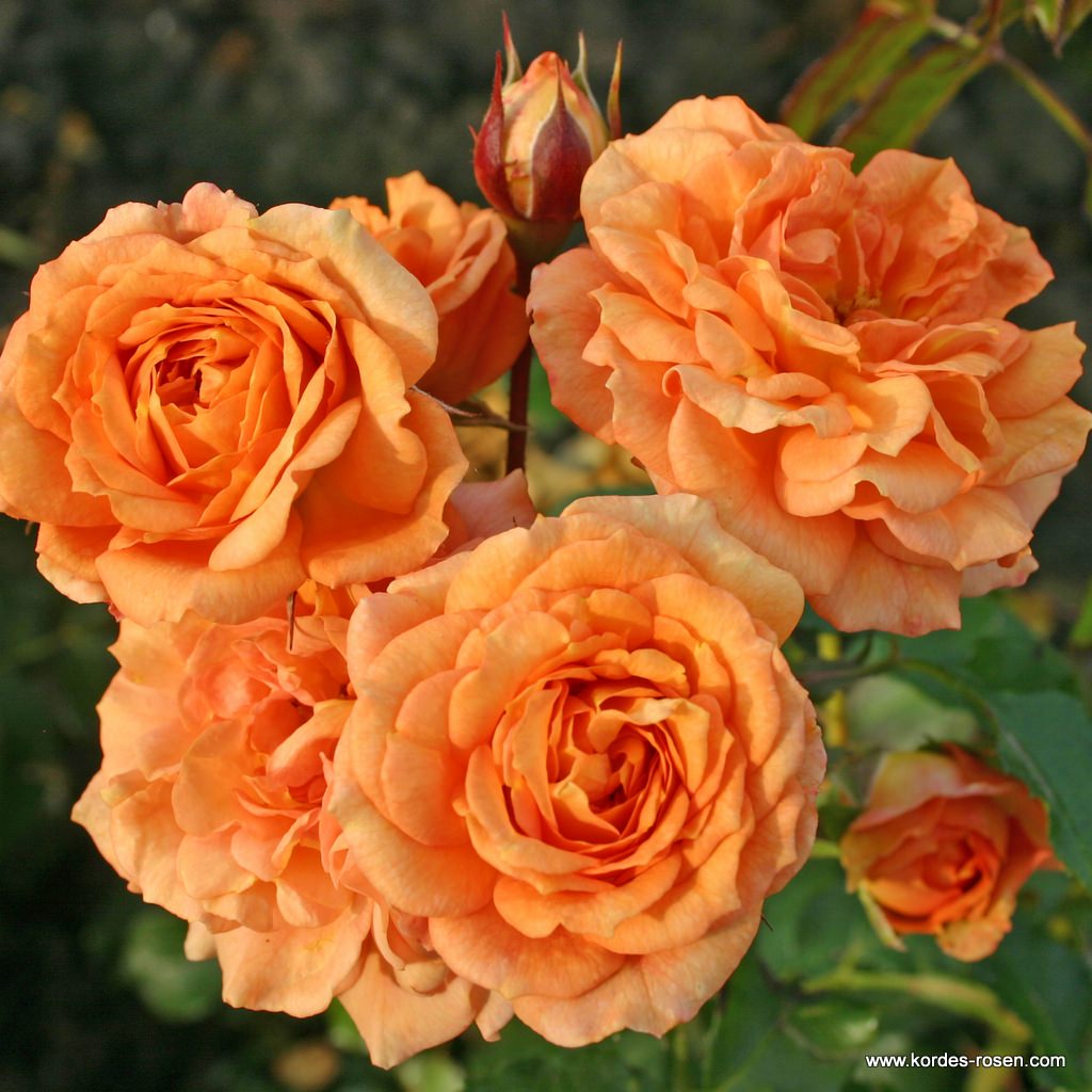 Garden roses | Kordes Rosen