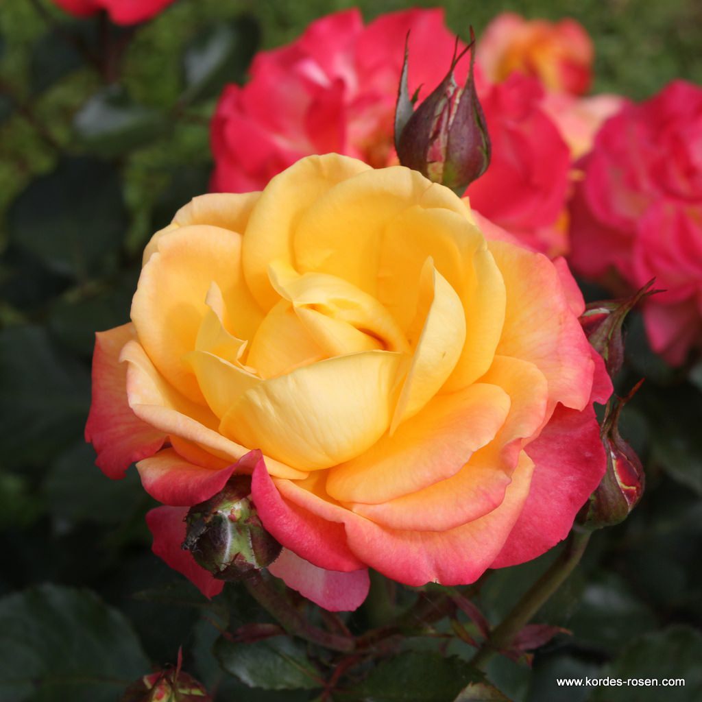 Artikelbild 2 des Artikels Flaming Star® Flaming Star®