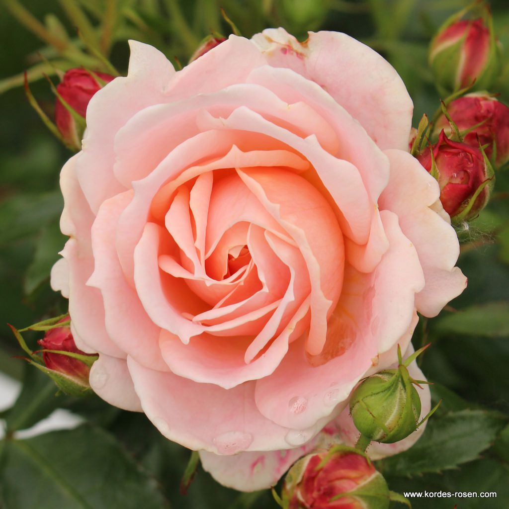 Artikelbild 6 des Artikels Cremosa® Cremosa®