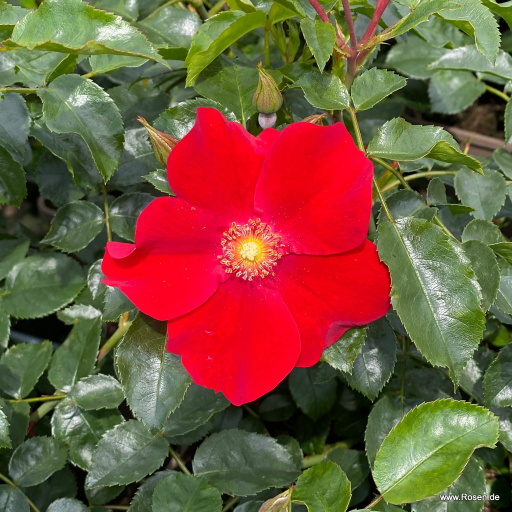 Artikelbild 8 des Artikels Alexander von Humboldt