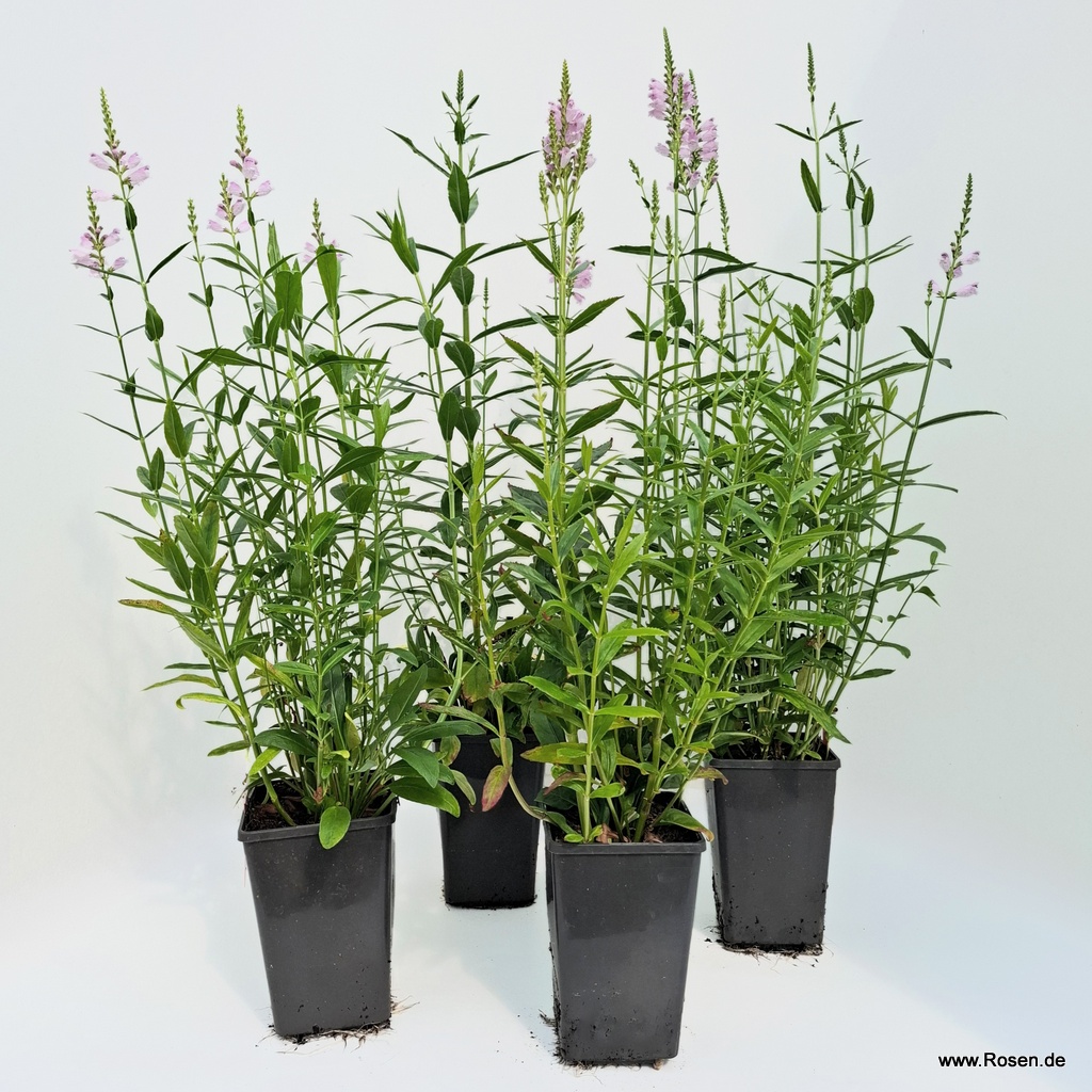 Artikelbild 1 des Artikels 4er-Set Gelenkblume 'Crystal Peak Rose' 4er-Set Gelenkblume 'Crystal Peak Rose'