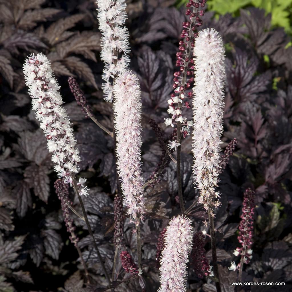 Silberkerze 'Chocoholic®' 11 cm Topf