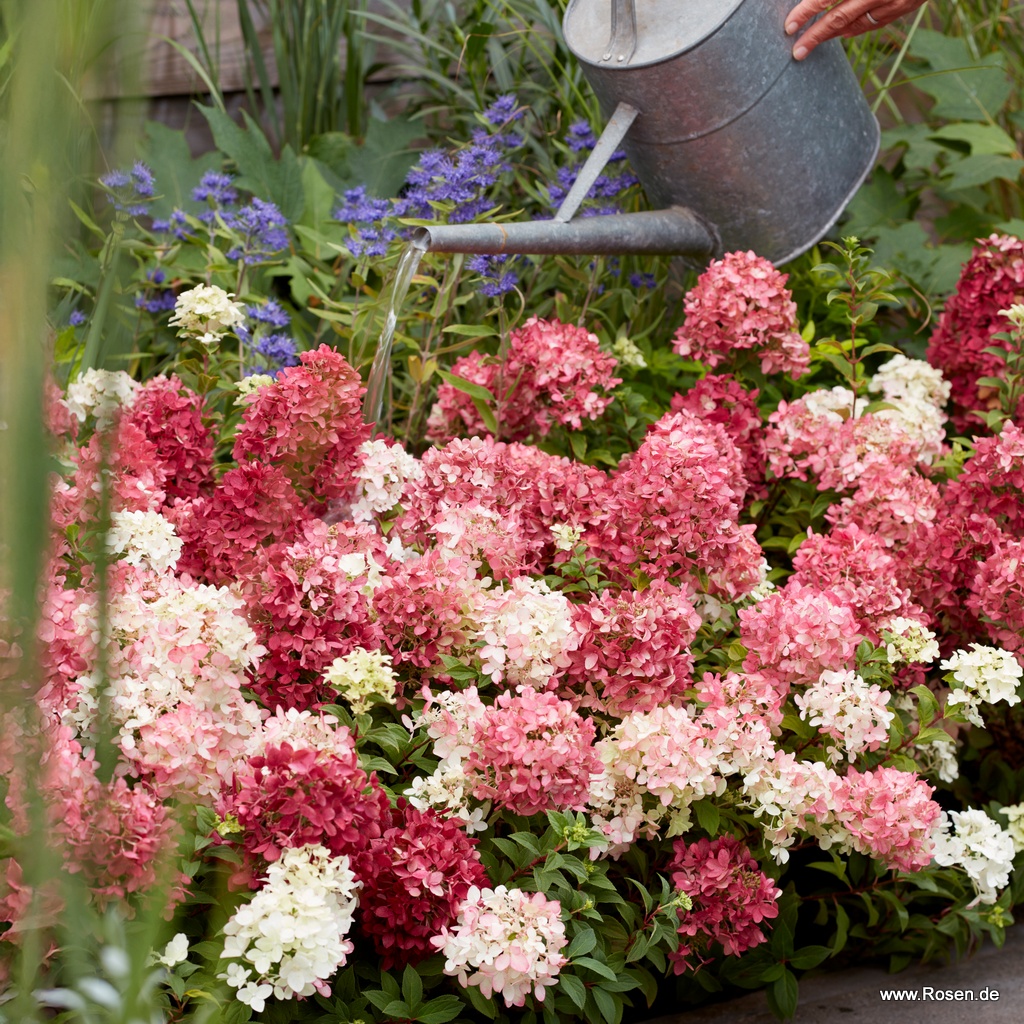 Bodendecker-Rispenhortensie Groundbreaker® Ruby