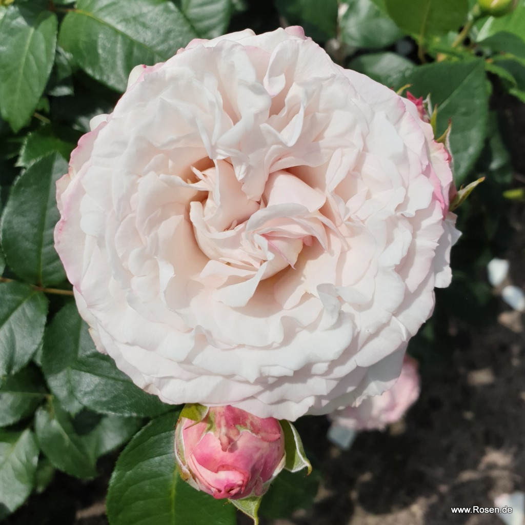 Artikelbild 1 des Artikels Rosenfaszination® Rosenfaszination®