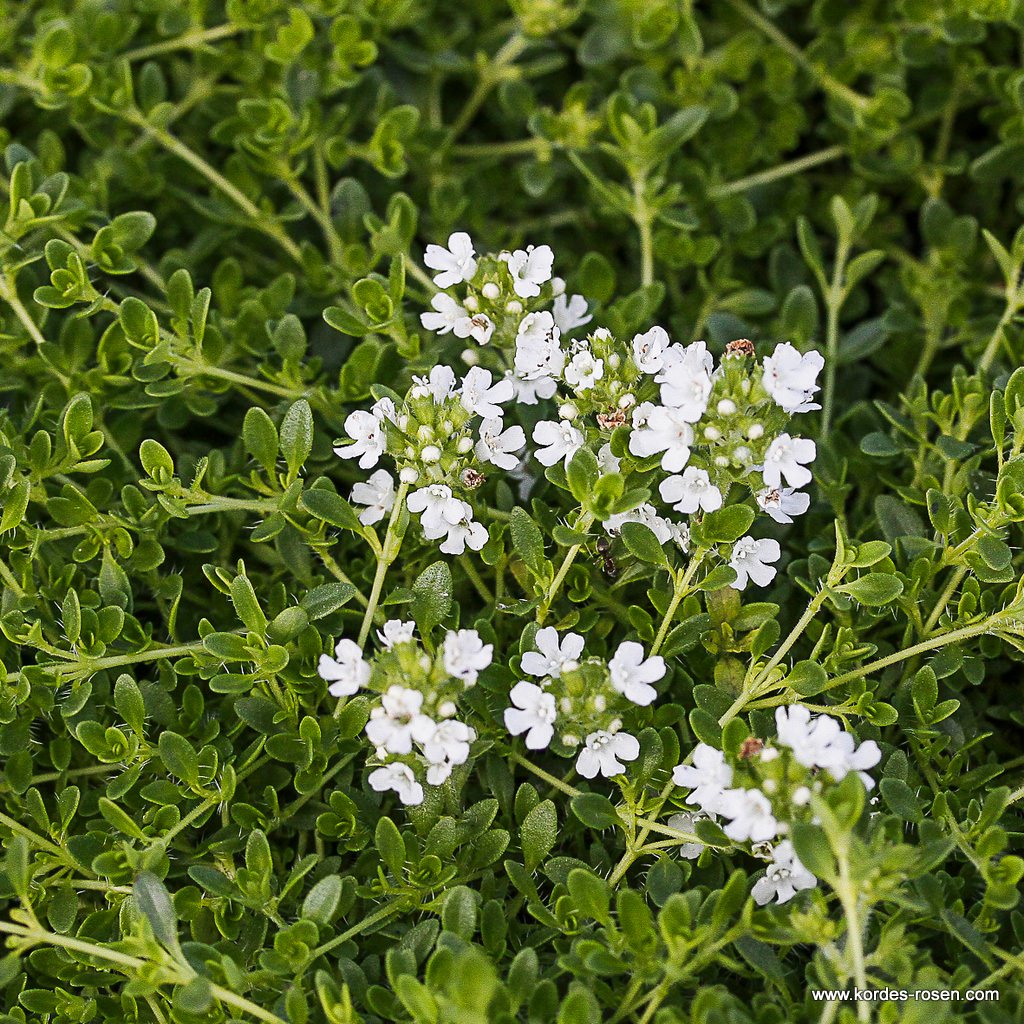 Weißer Sand-Thymian 'Albus'