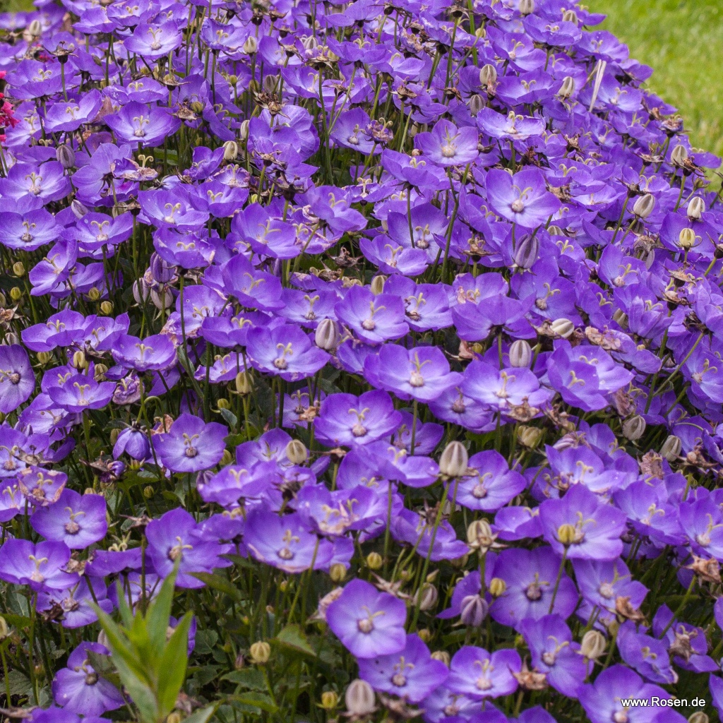 Niedrige Glockenblume 'Blaue Clips'