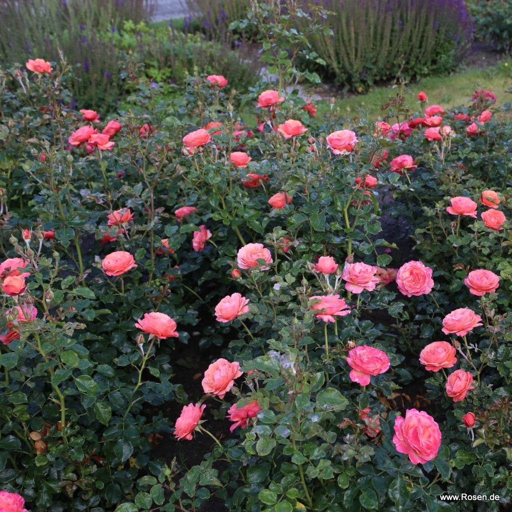 Artikelbild 7 des Artikels Coral Lions-Rose® Coral Lions-Rose®