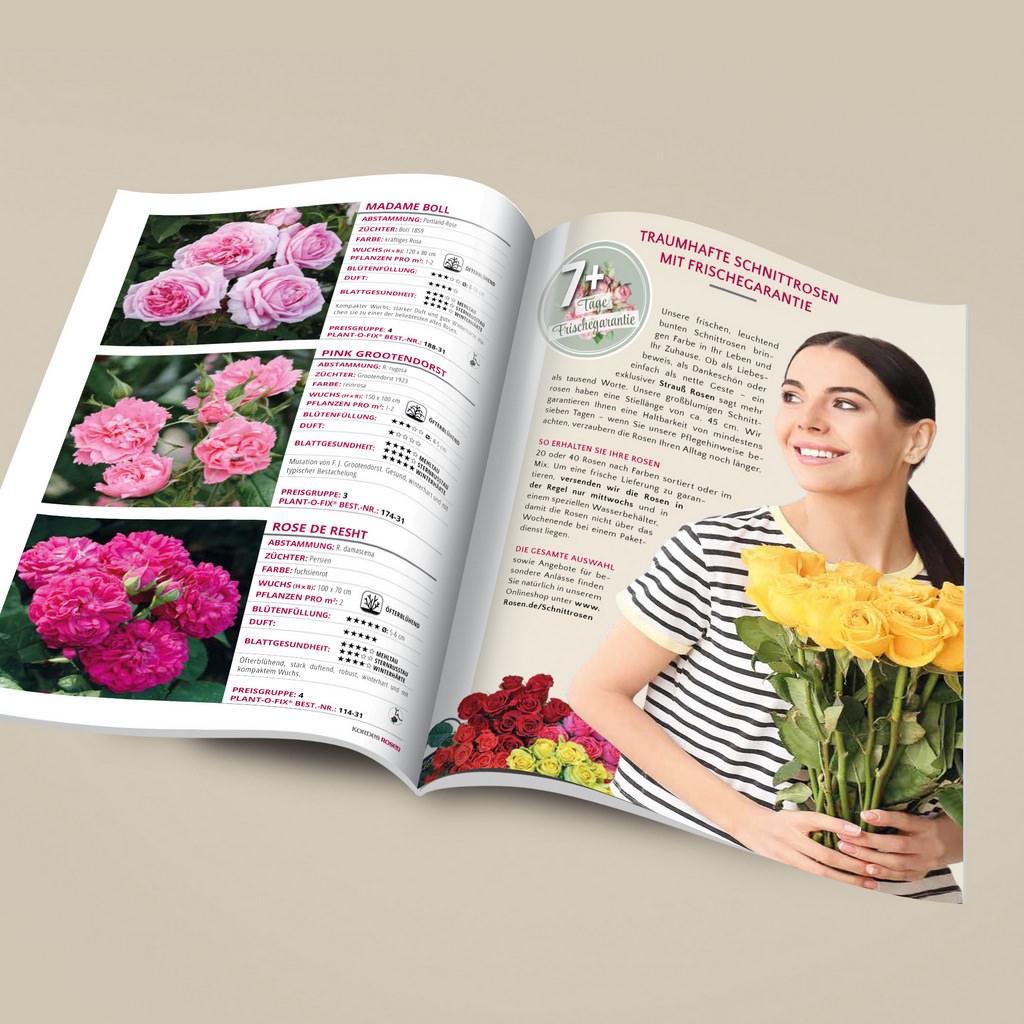 Kordes GartenrosenKatalog Kordes Rosen