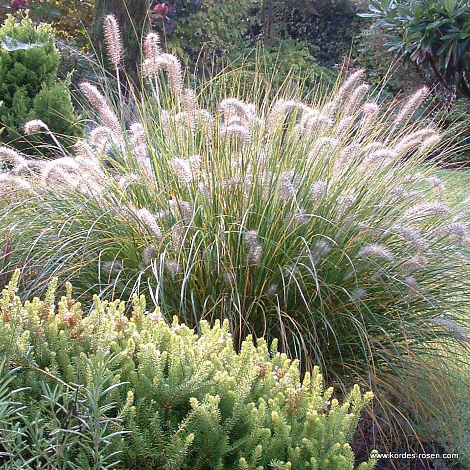 Artikelbild 3 des Artikels Lampenputzergras 'Hameln' 1,5-Liter