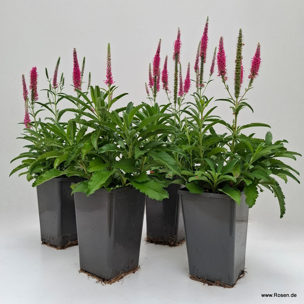 4er-Set Ehrenpreis 'Anniversary Rose'