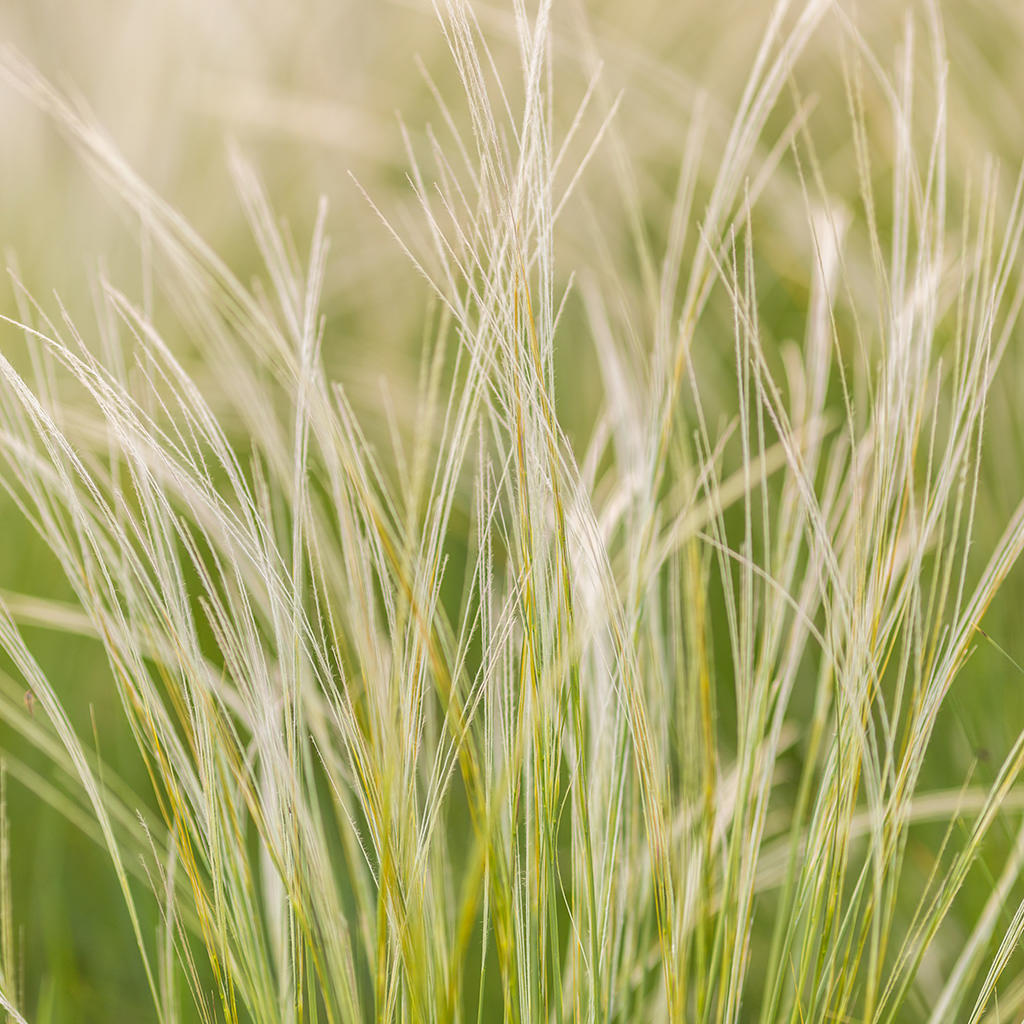Federgras 'Ponytails'