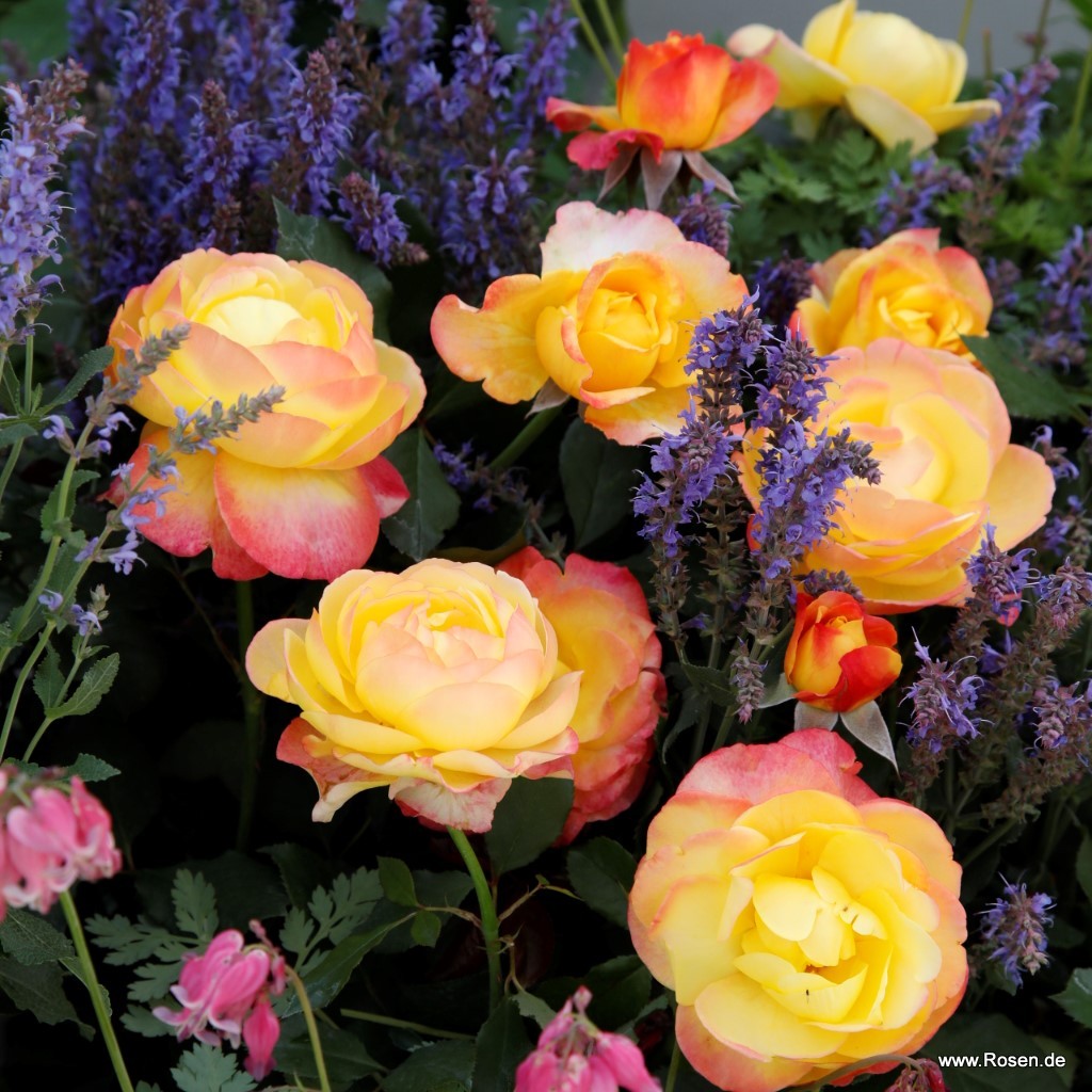 Artikelbild 3 des Artikels Flaming Star® Flaming Star®