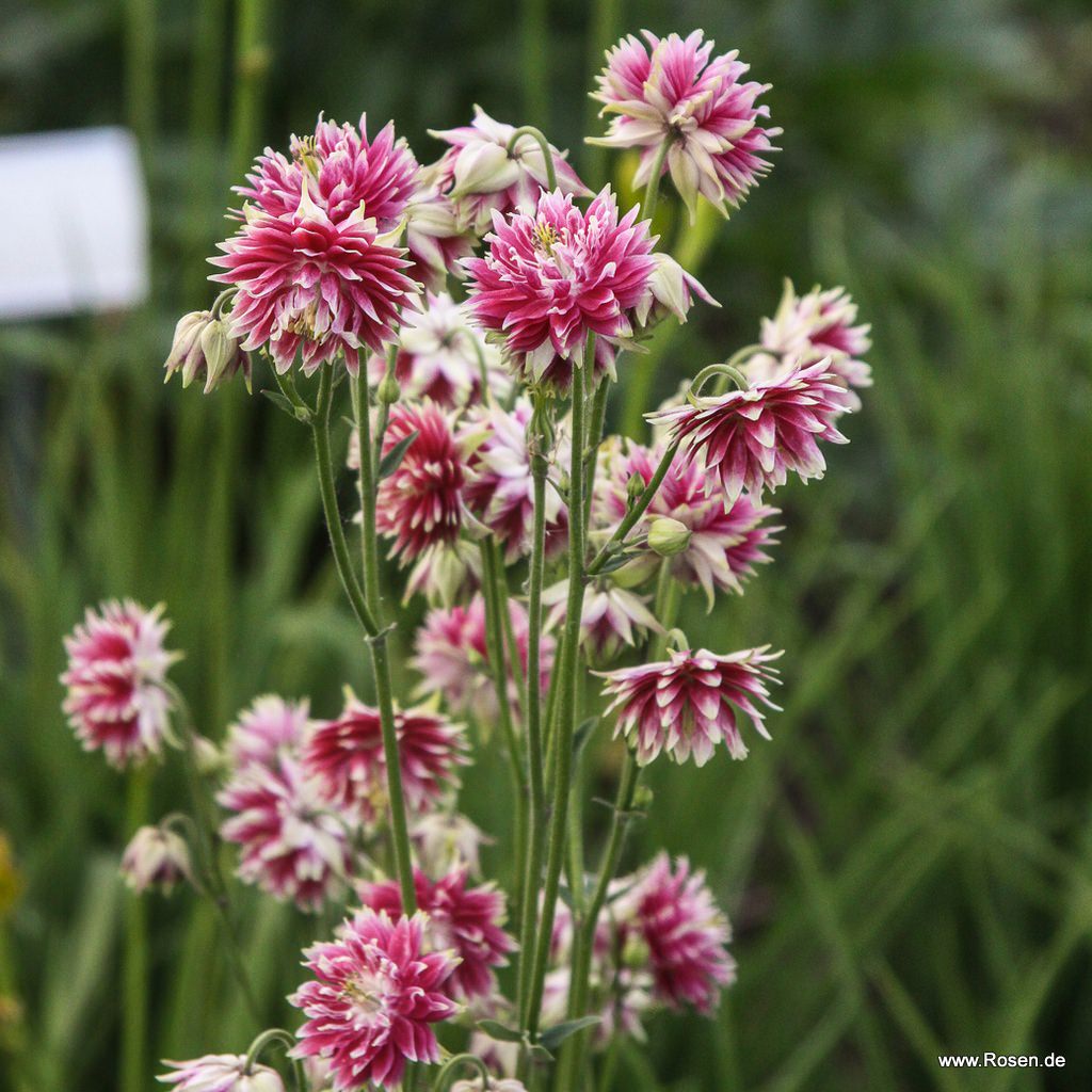 Halbakelei 'Plena Nora Barlow'