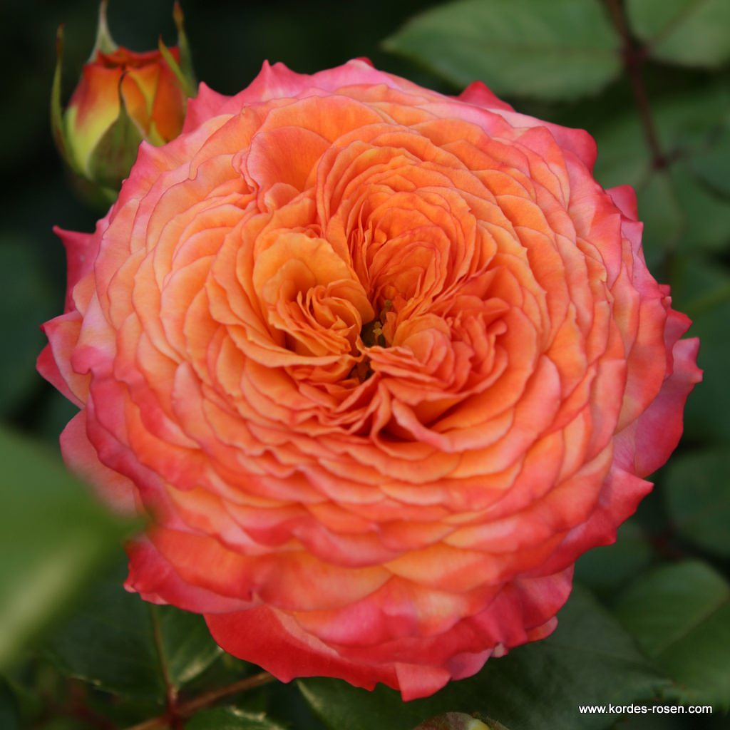 Samba® Rose | Kordes Rosen