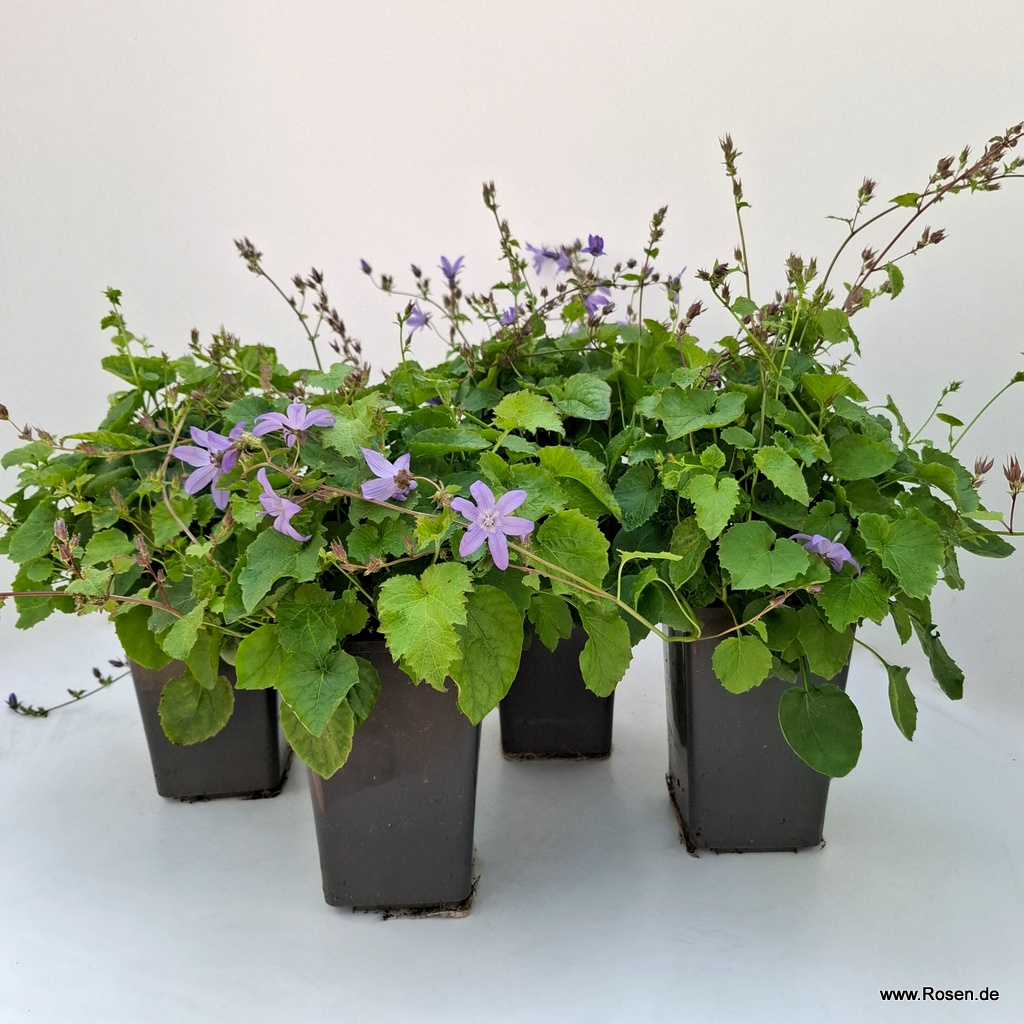 4er-Set Polster-Glockenblume 'Lagoon Blue'