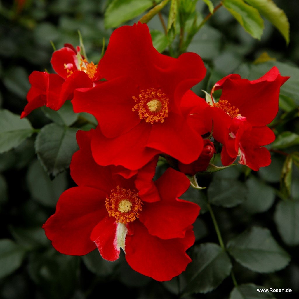 Artikelbild 6 des Artikels Alexander von Humboldt