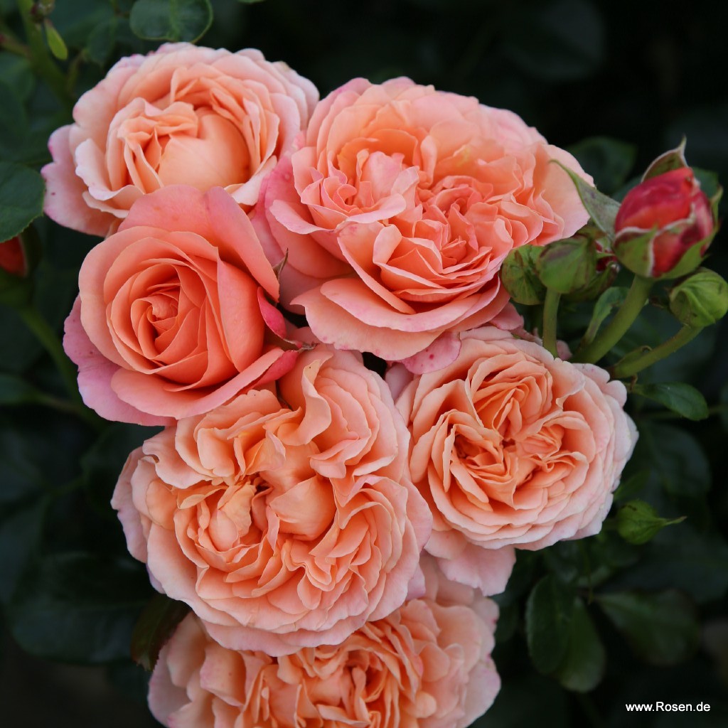Artikelbild 2 des Artikels Coral Lions-Rose® Coral Lions-Rose®
