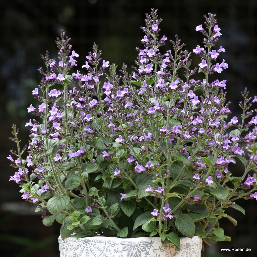 Bergminze 'Marvelette Blue'