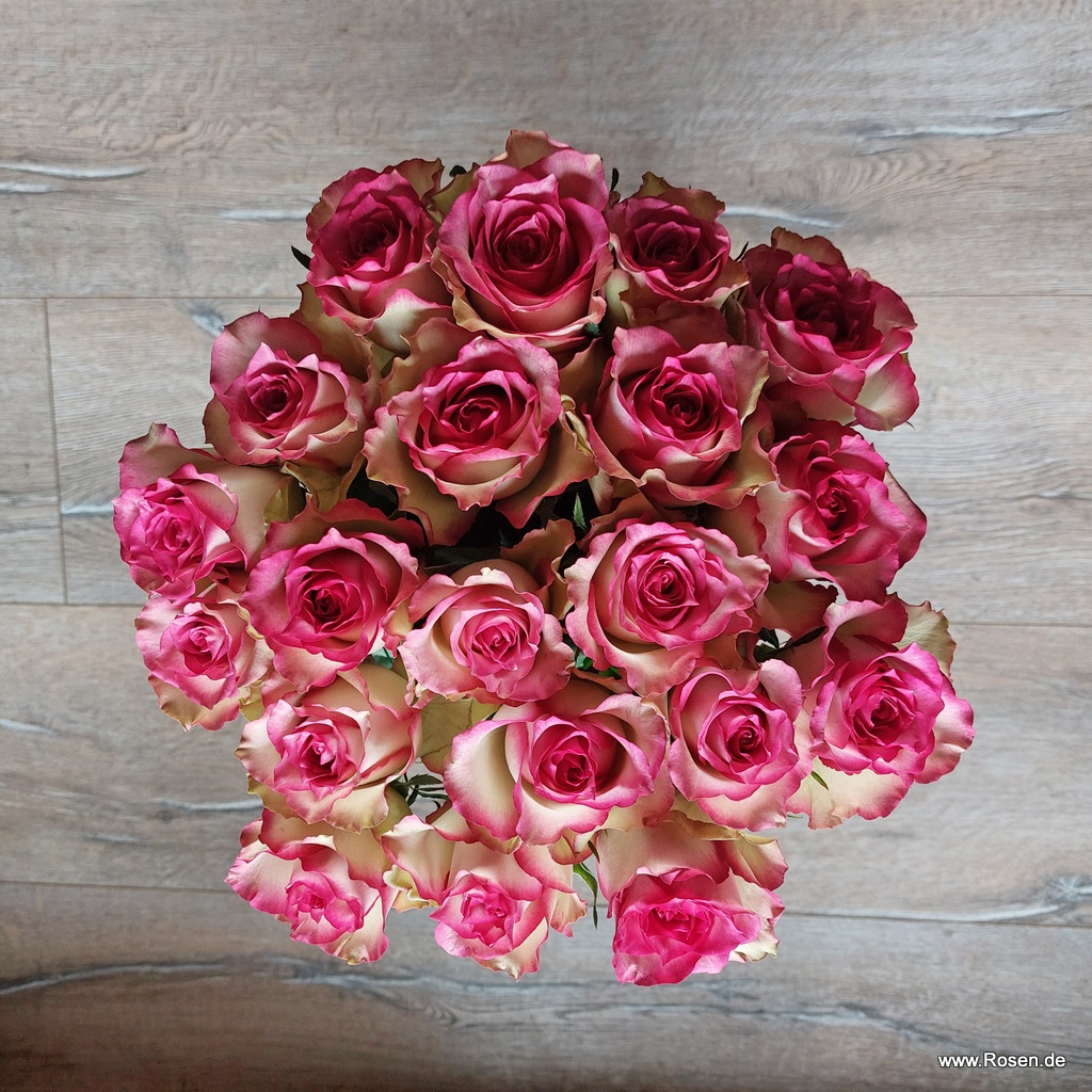 Schnittrosen - Monique®