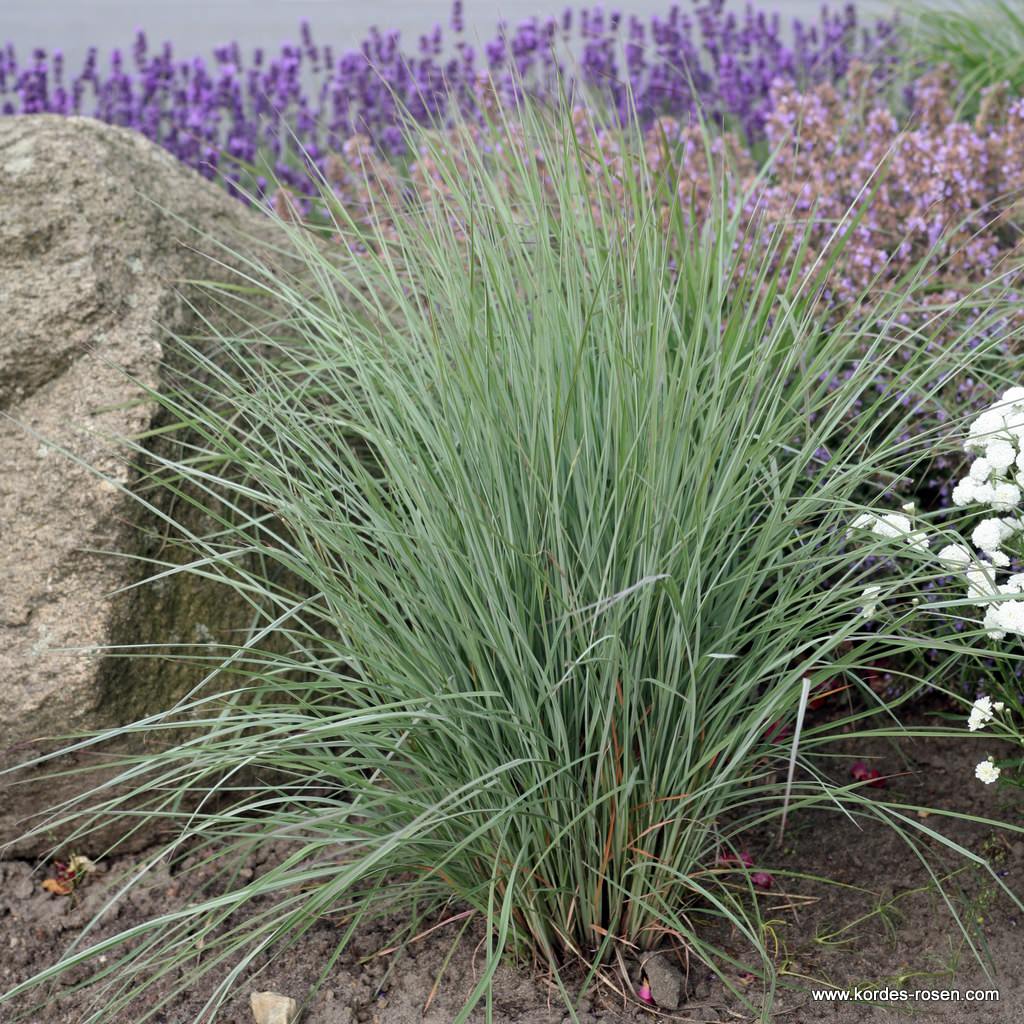 Präriegras 'Prairie Blues'