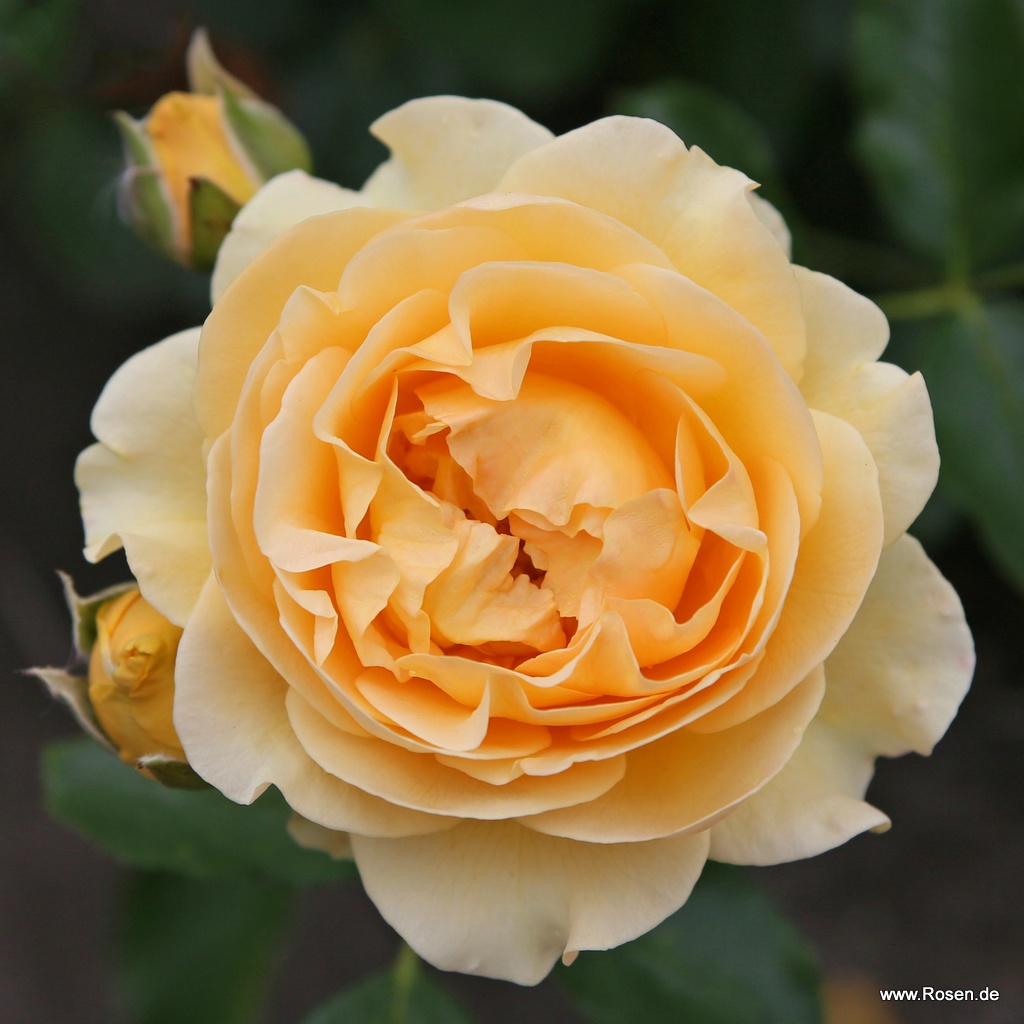 Artikelbild 1 des Artikels Spotlight® Spotlight®