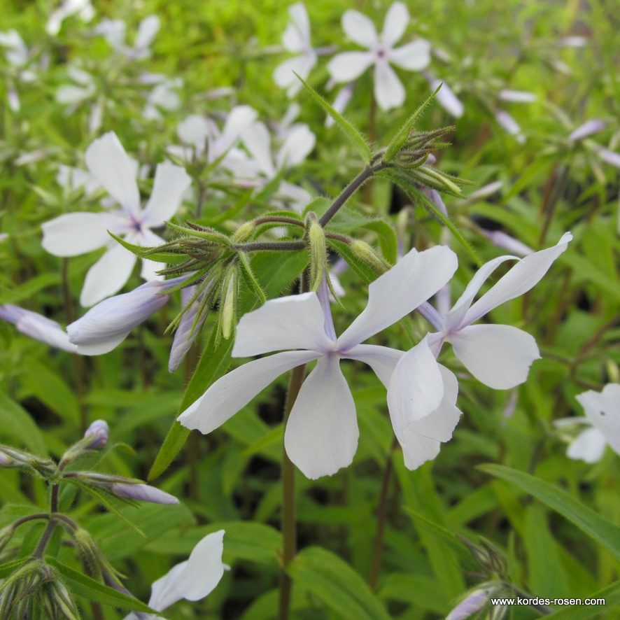 Wald-Phlox 'White Perfume'