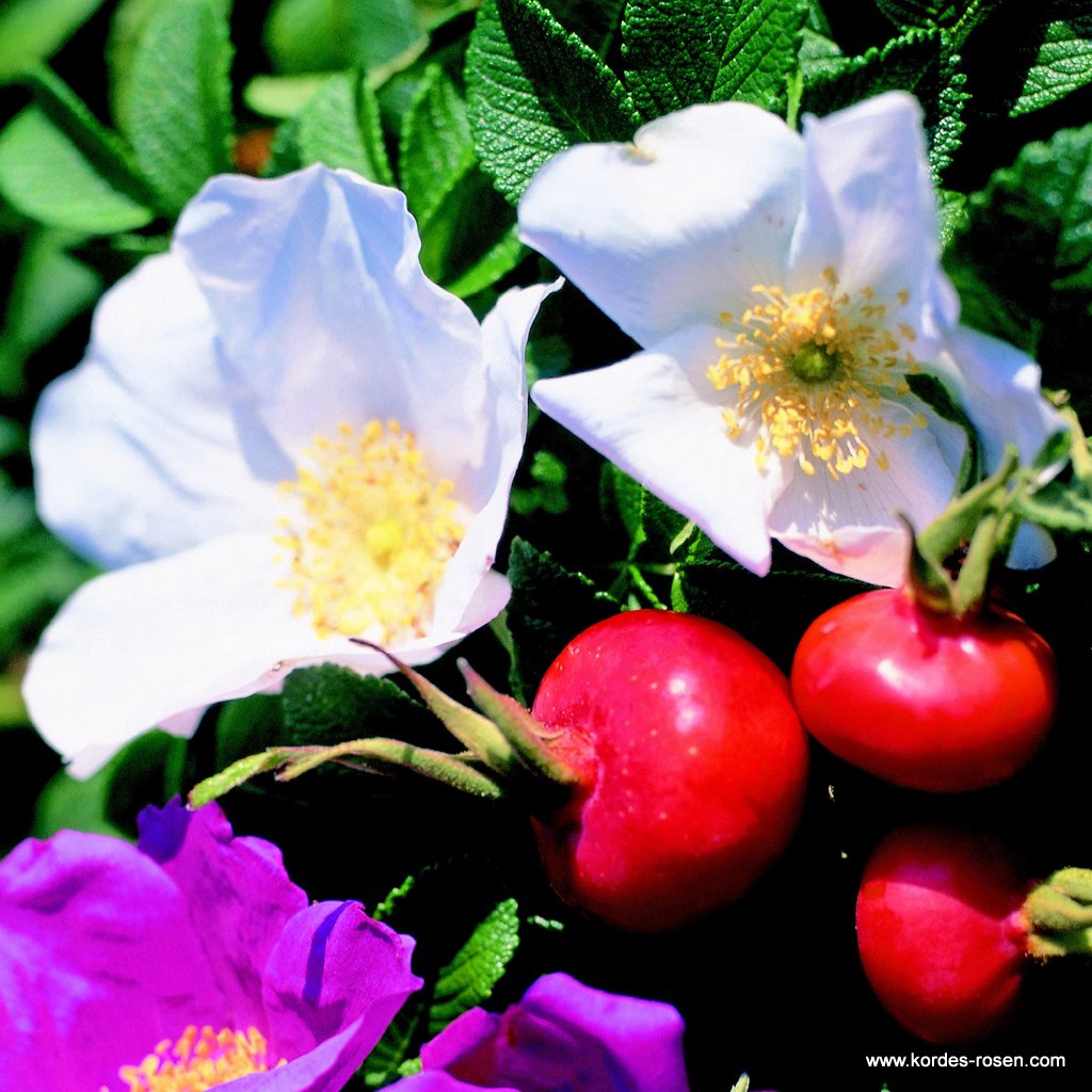 Rosa Rugosa Alba, Apfel-Rose