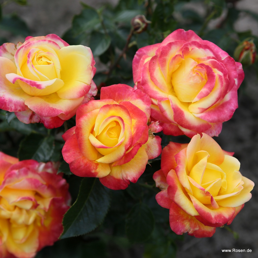 Artikelbild 4 des Artikels Casino® Casino®