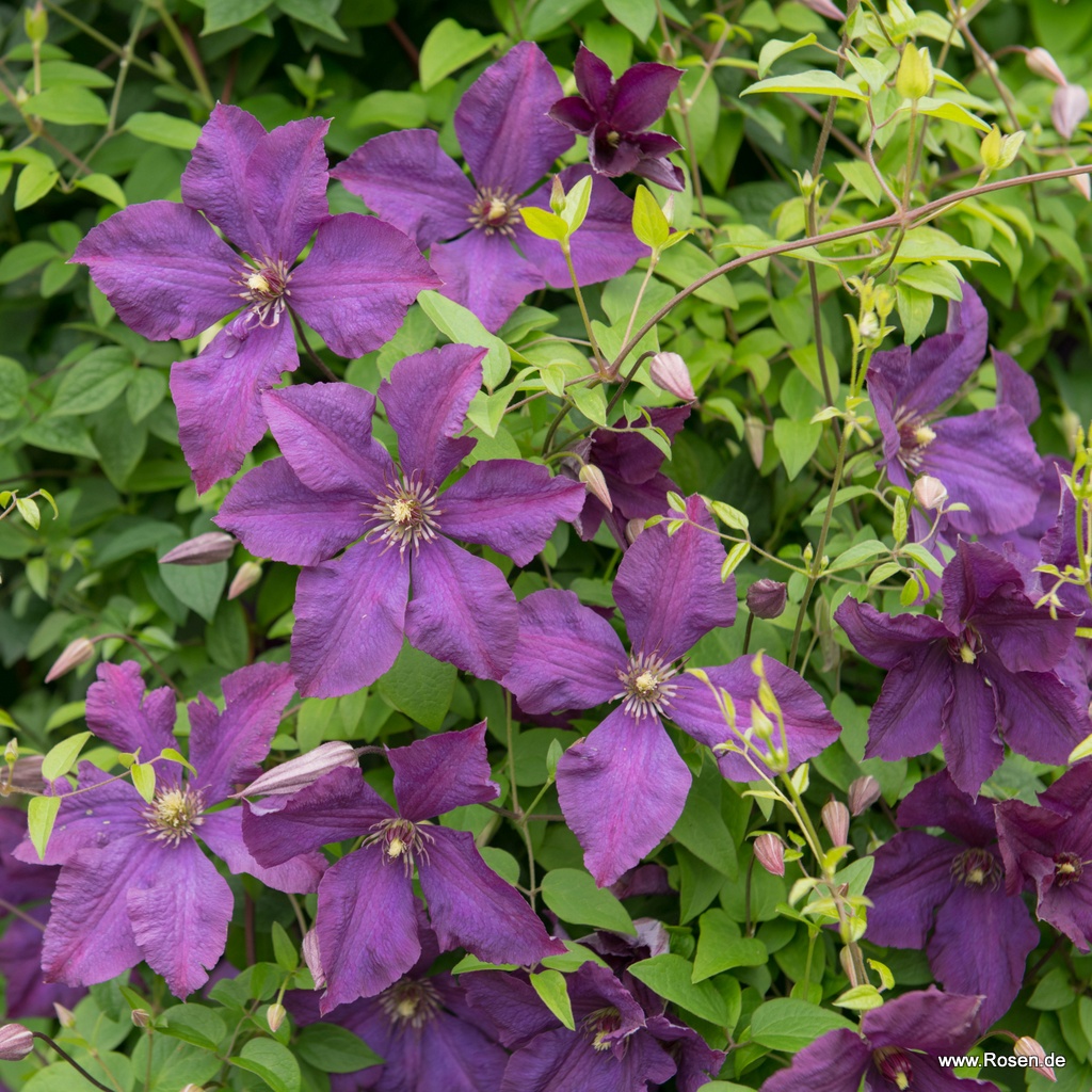 Clematis 'Polish Spirit'