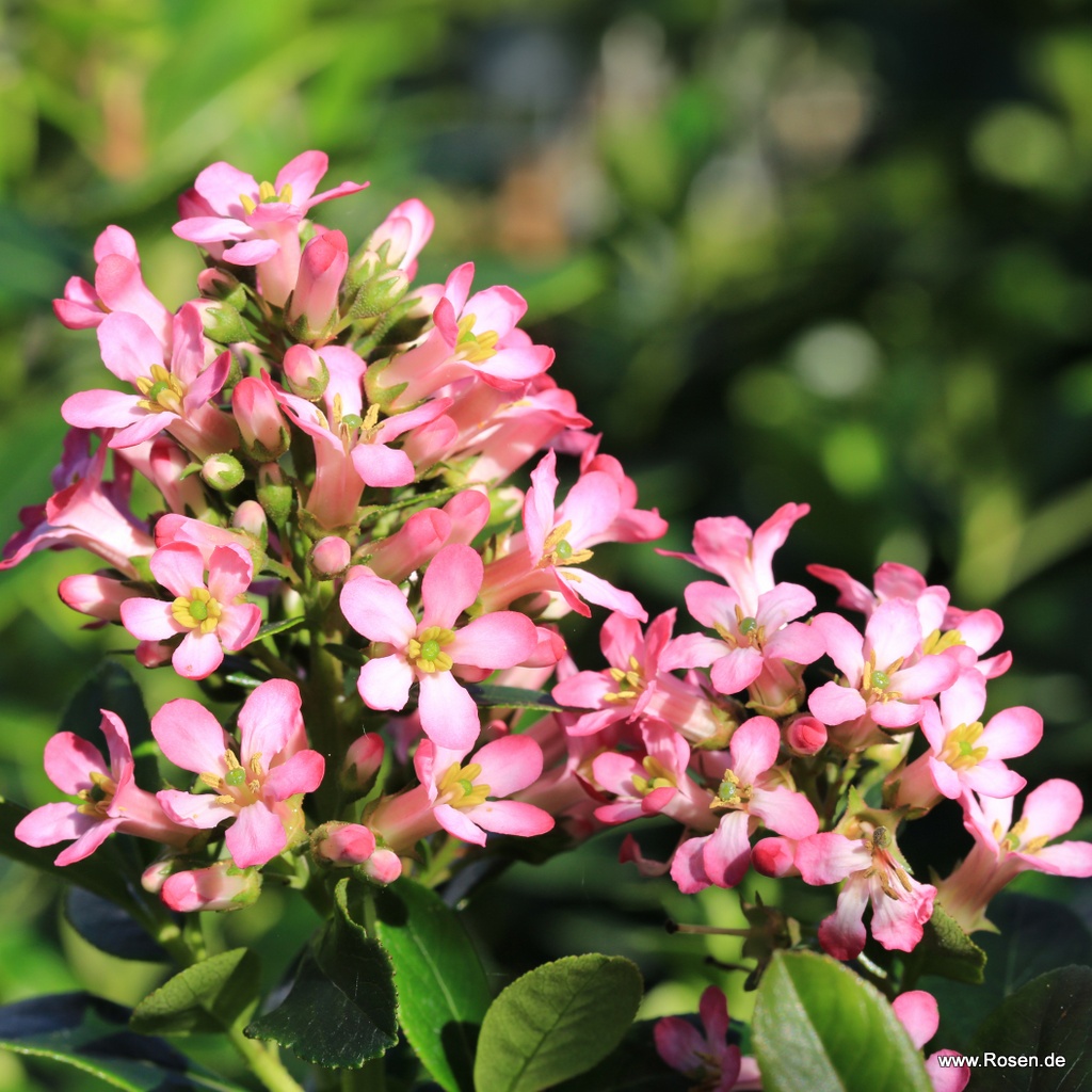 Andenstrauch 'Showstopper'