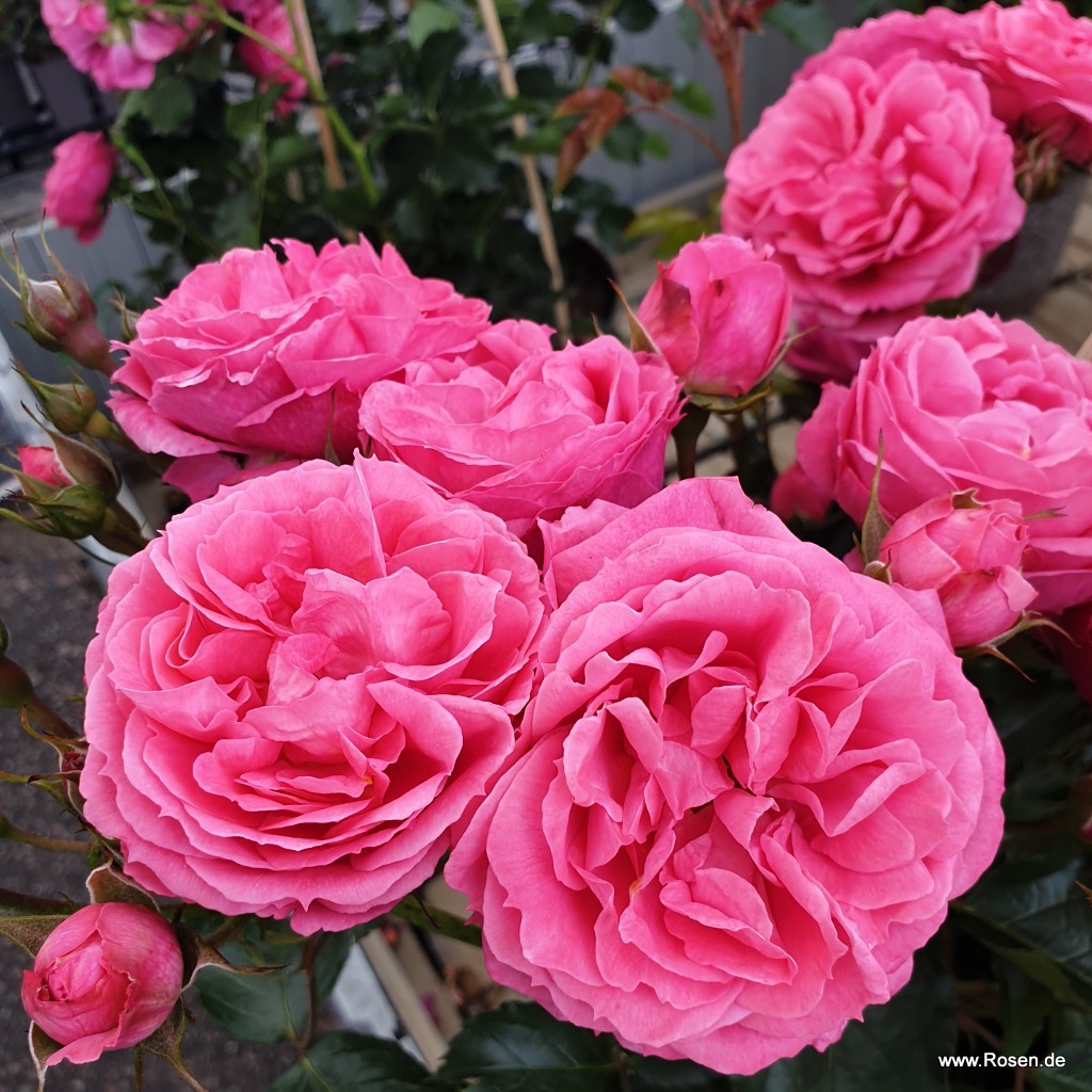 Artikelbild 2 des Artikels Moin Moin® – Syn. Pink Flower Circus Moin Moin® – Syn. Pink Flower Circus