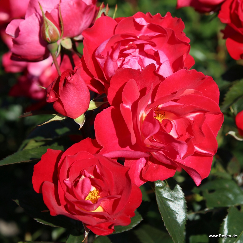 Garden roses | Kordes Rosen