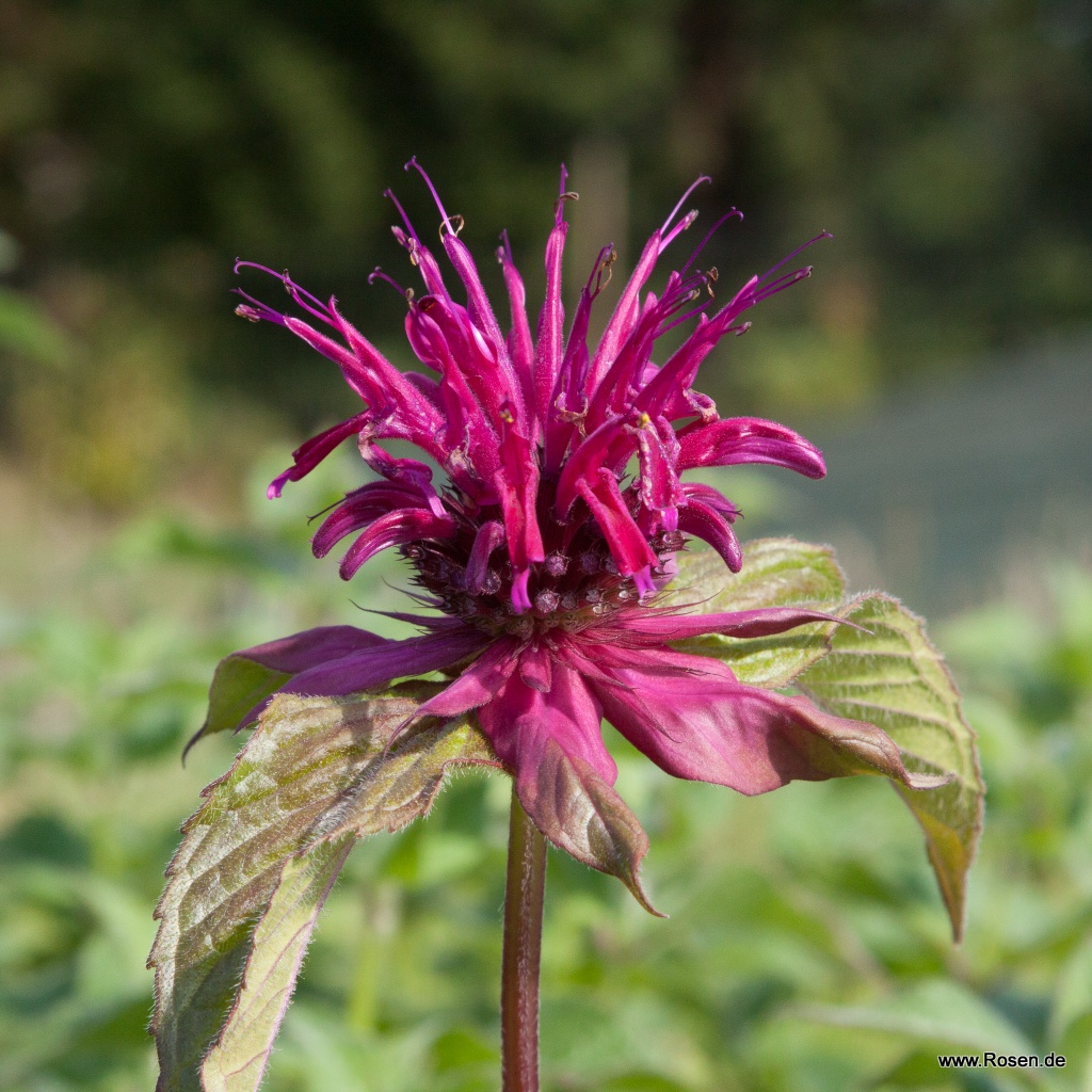 Indianernessel 'Gewitterwolke'