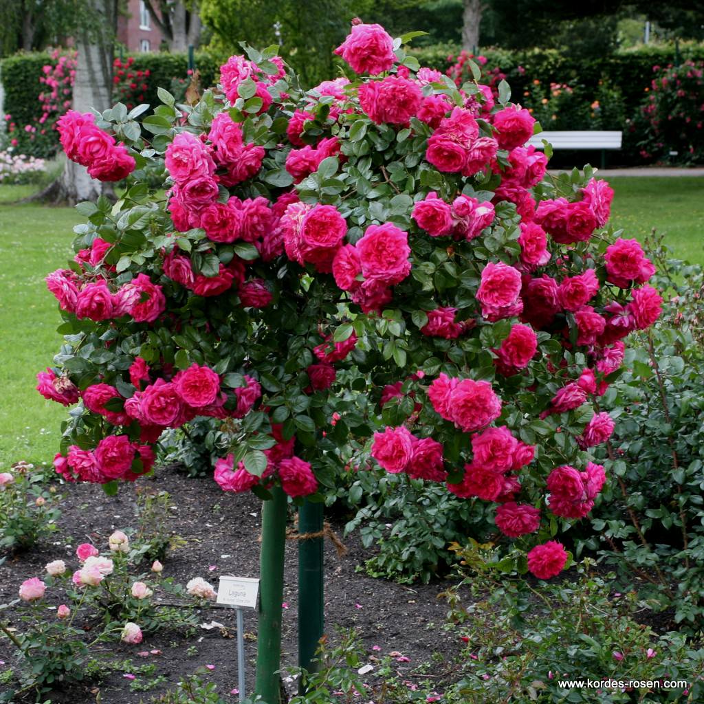 Artikelbild 5 des Artikels Laguna® Laguna®