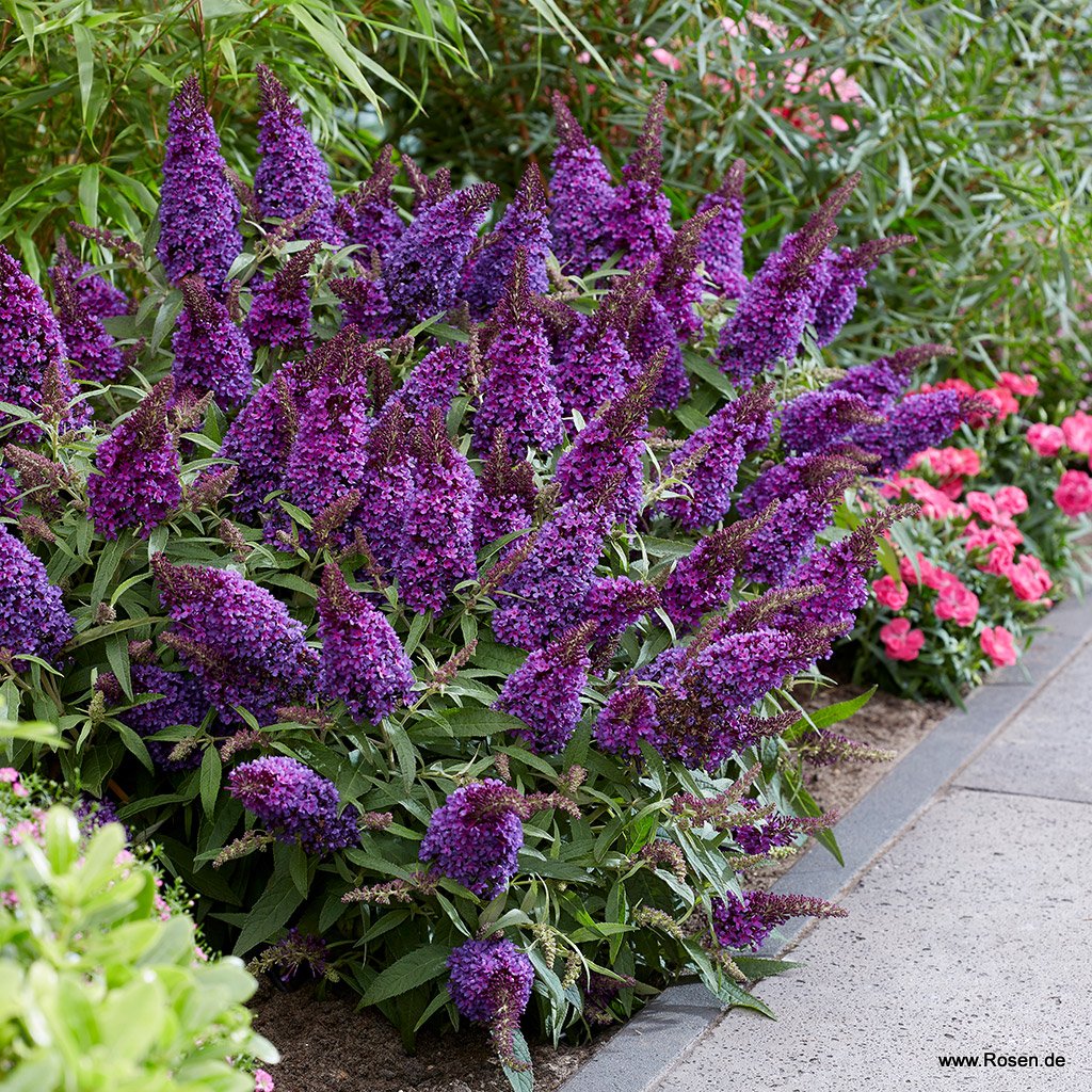 Artikelbild 3 des Artikels Sommerflieder 'Butterfly Candy® Little Purple' Sommerflieder 'Butterfly Candy® Little Purple'