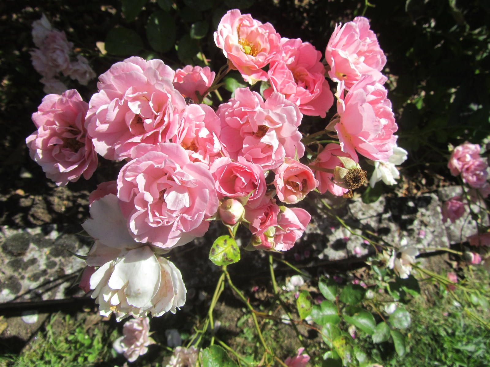 Sommerwind® | Kordes Rosen