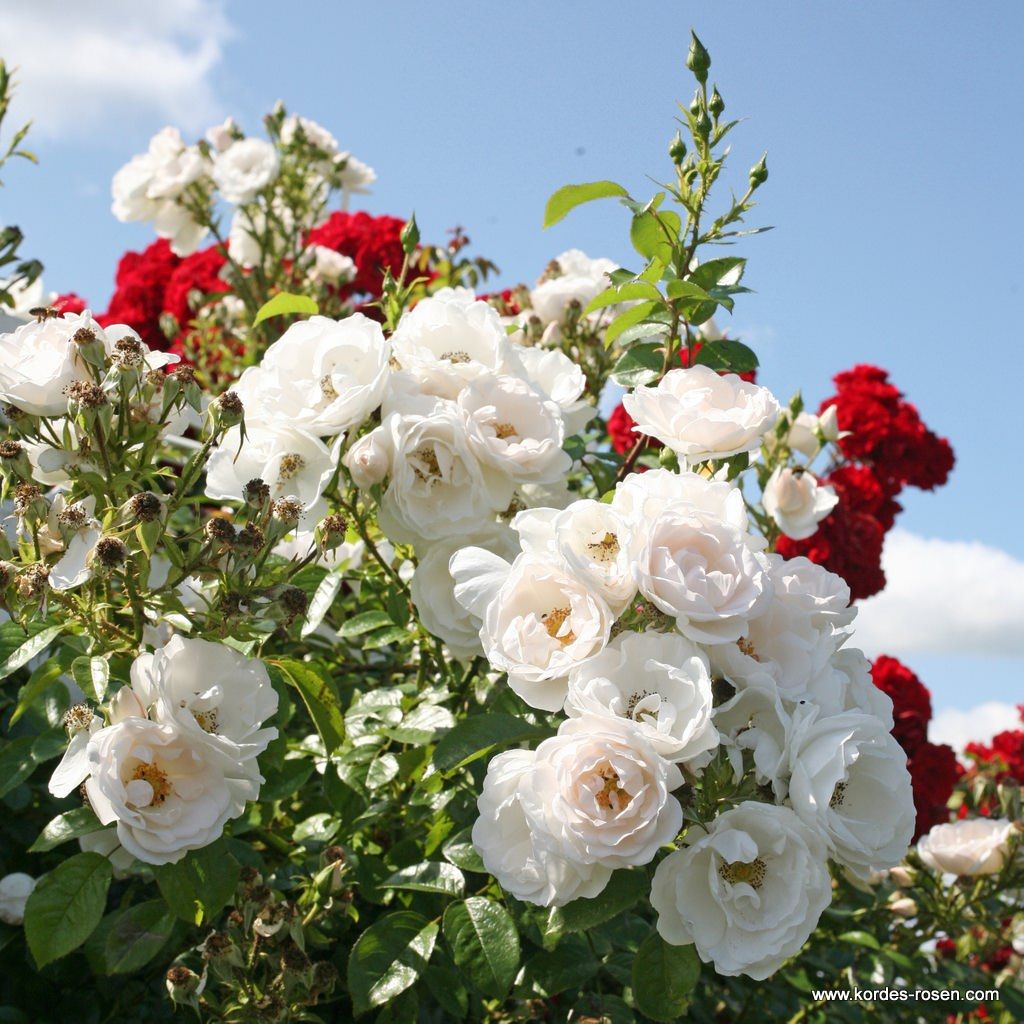 Hella | Kordes Rosen