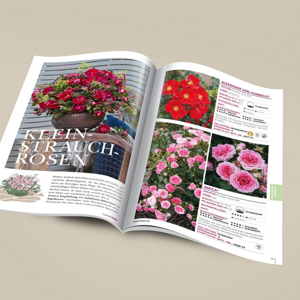Kordes GartenrosenKatalog Kordes Rosen