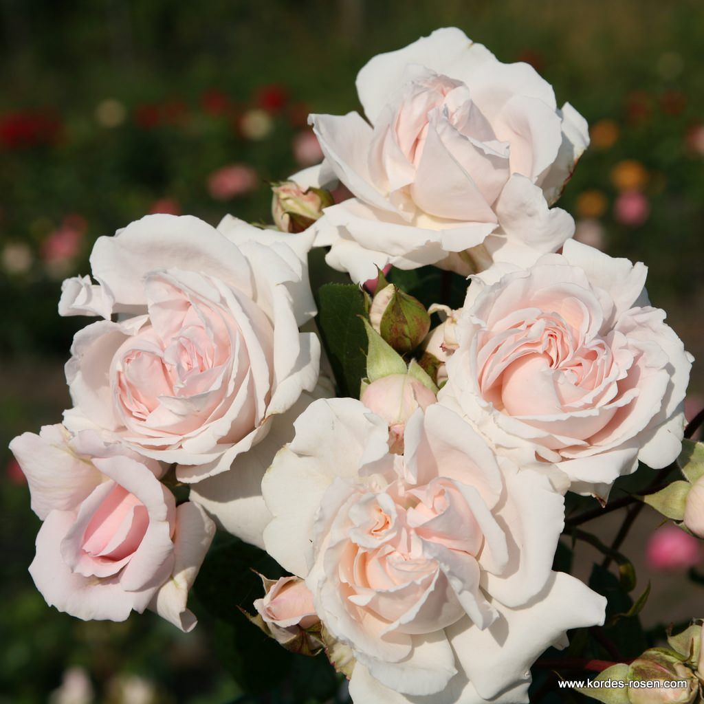 Constanze Mozart® | Kordes Rosen