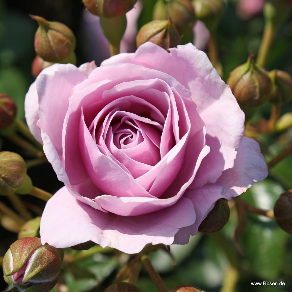 Schöne vom See Kordes Rosen