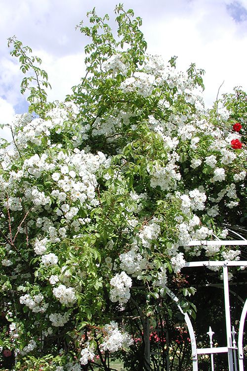 Rambler / Ramblerrosen Kordes Rosen