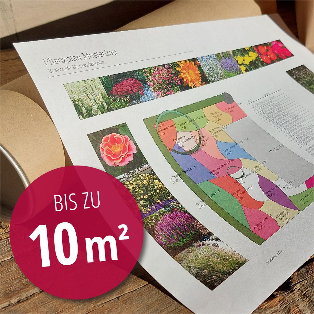 Individuelle Beetplanung mit Pflanzplan bis 10m² Kordes Rosen
